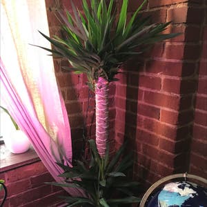 Yucca Cane plant photo by @Plantdaddylove named Lisa & Maggie on Greg, the plant care app.