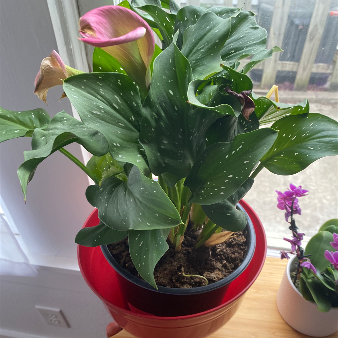 A healthy Calla Lily with glossy green leaves in a red plastic pot, alongside a smaller flowering plant.