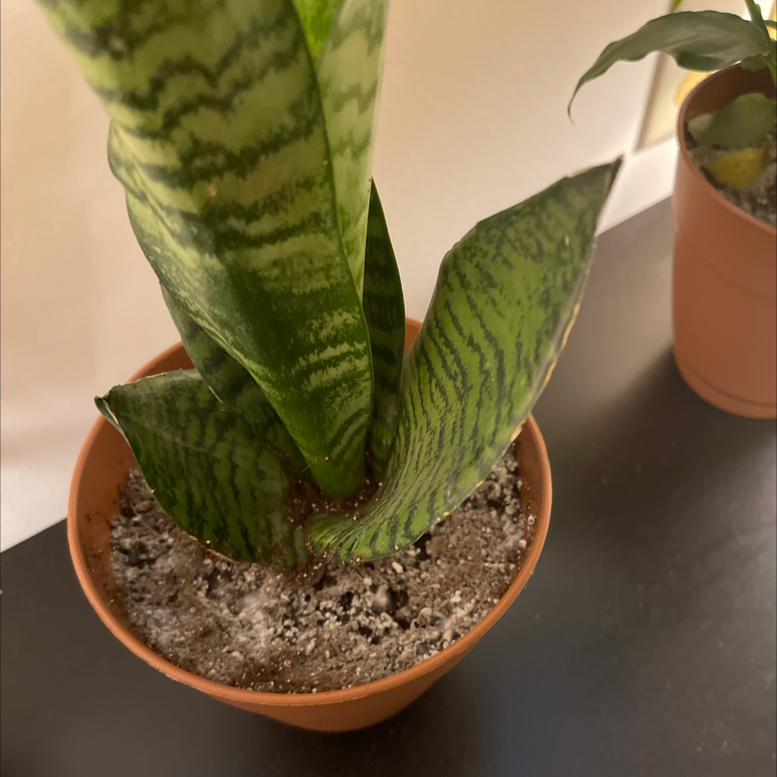 Snake Plant plant photo by Anita named Shark on Greg, the plant care app.