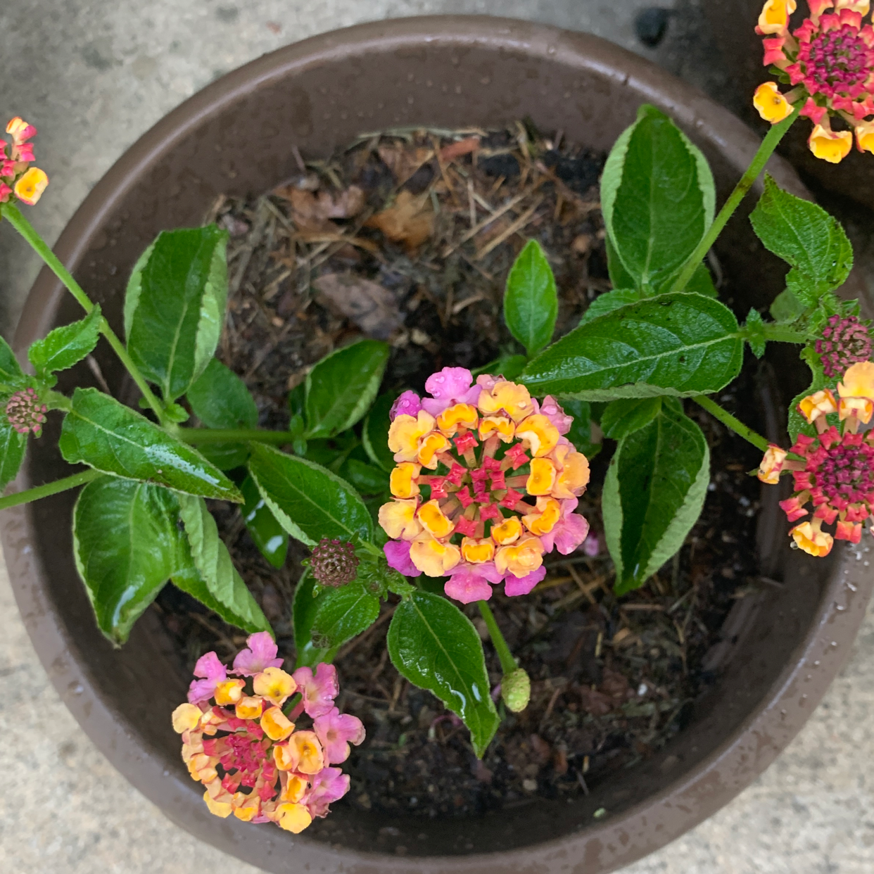 Lantana plant in a pot with vibrant pink and yellow flowers and healthy green leaves.