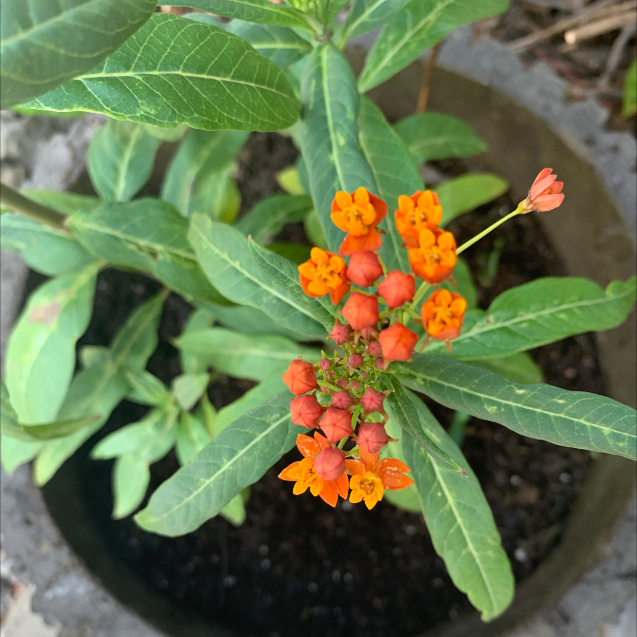 Tropical Milkweed plant with vibrant orange flowers in a pot.