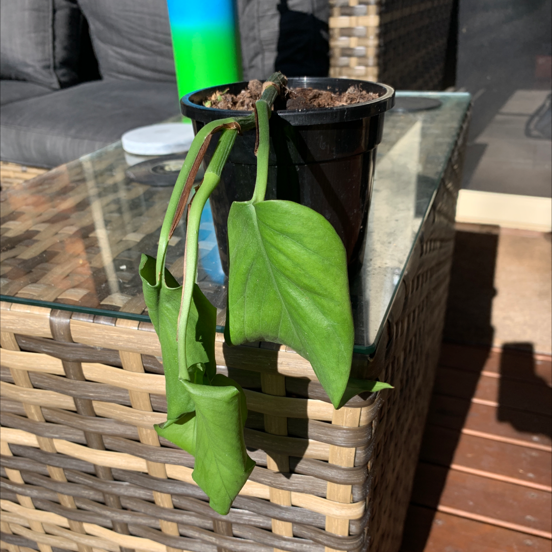 Taro Vine plant photo by @Mikaylakur named Solomon on Greg, the plant care app.