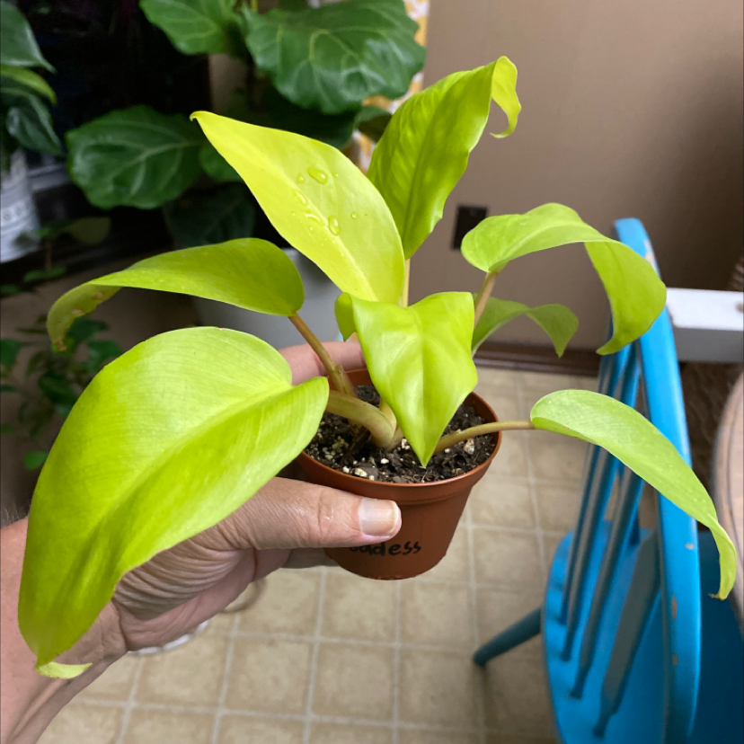 Golden Goddess Philodendron with vibrant green leaves held by a hand. Soil is visible.