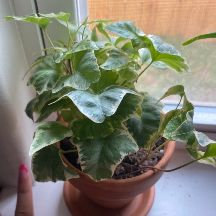 Variegated ivy plant in a terracotta pot on a windowsill with a hand pointing towards it.