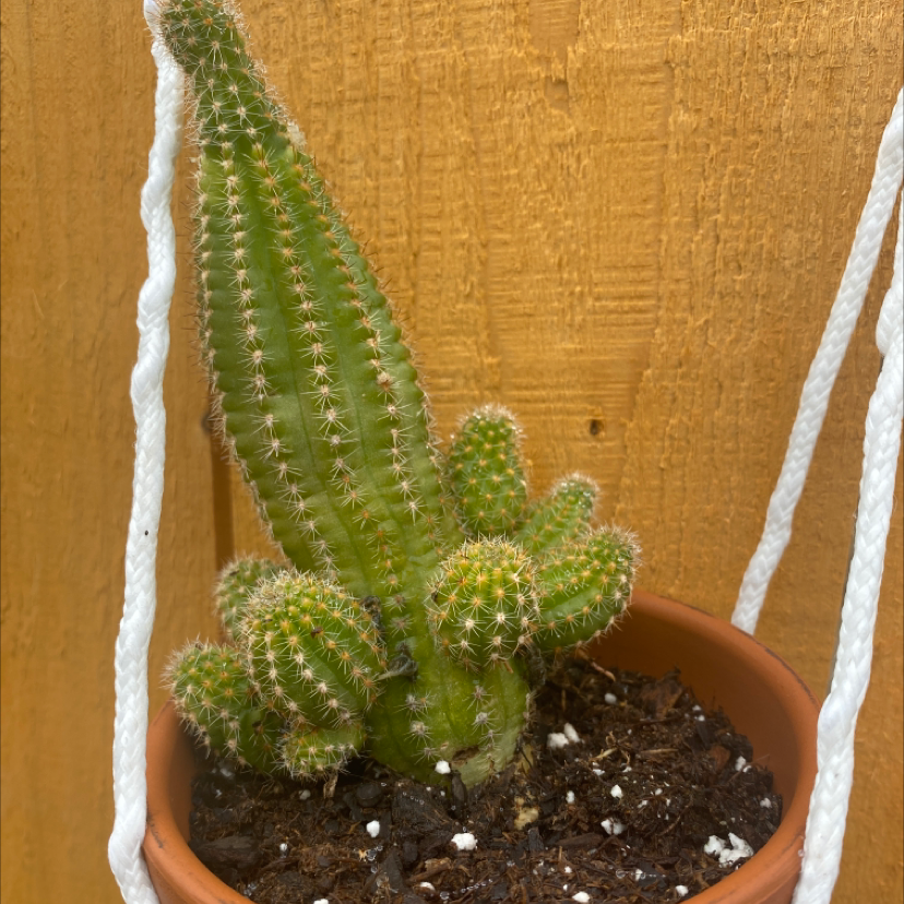 Potted Golden Torch cactus with multiple stems, healthy and well-framed.