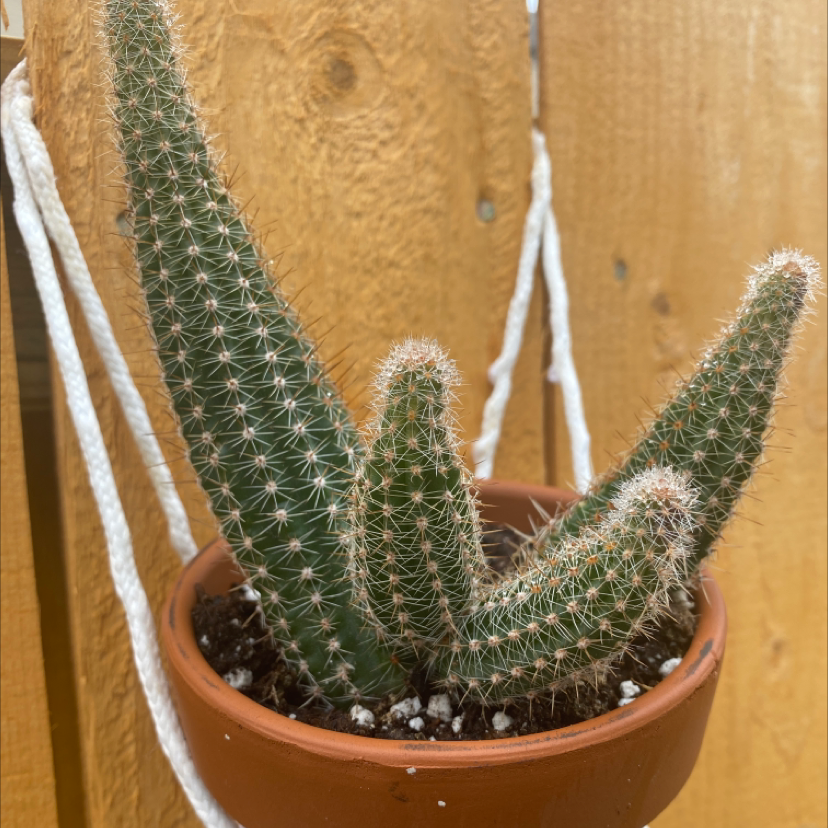 How to Propagate Your Blue Columnar Cactus