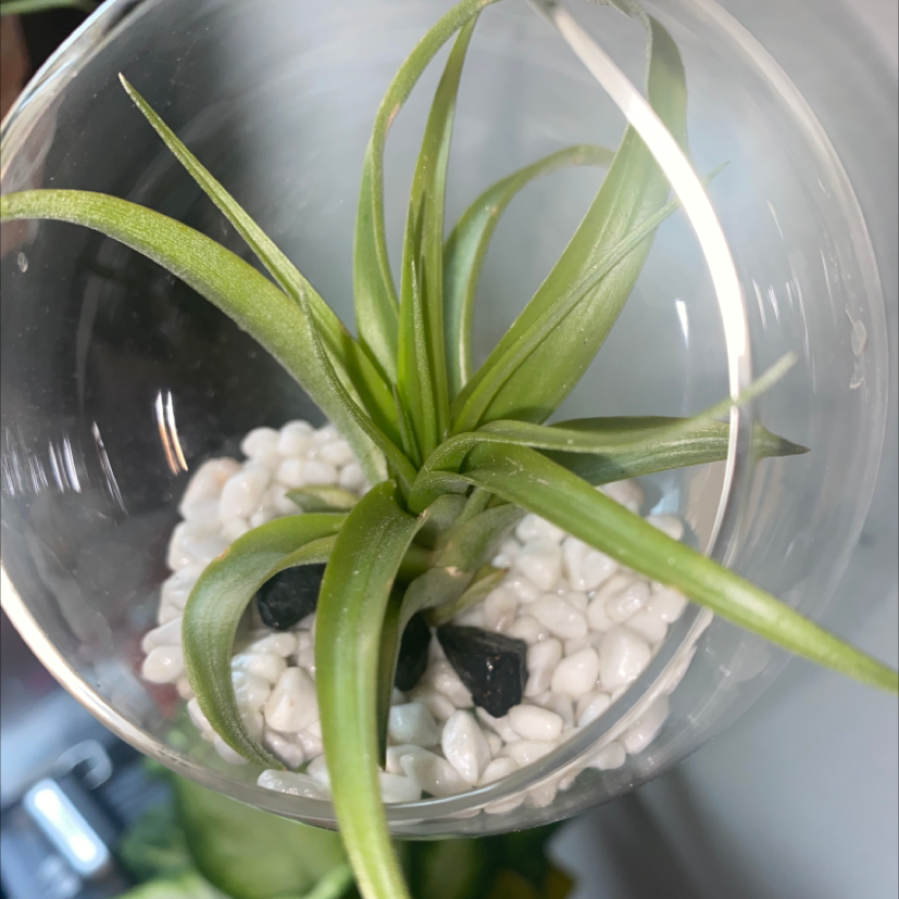 Spreading Airplant (Tillandsia) in a glass container with white pebbles, appearing healthy.