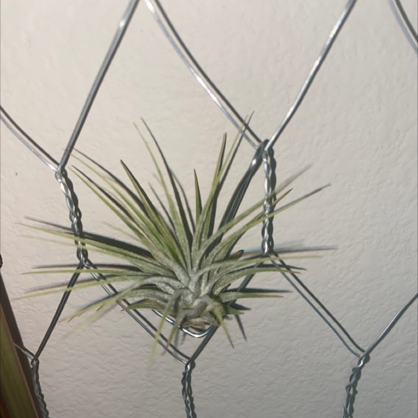 Photo of the plant species Fishbone Air Plant by @Ab211 named Toby on Greg, the plant care app