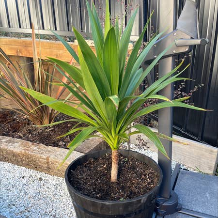 Photo of the plant species Broadsword Cabbage Tree by Jeremy named Peter Parker on Greg, the plant care app