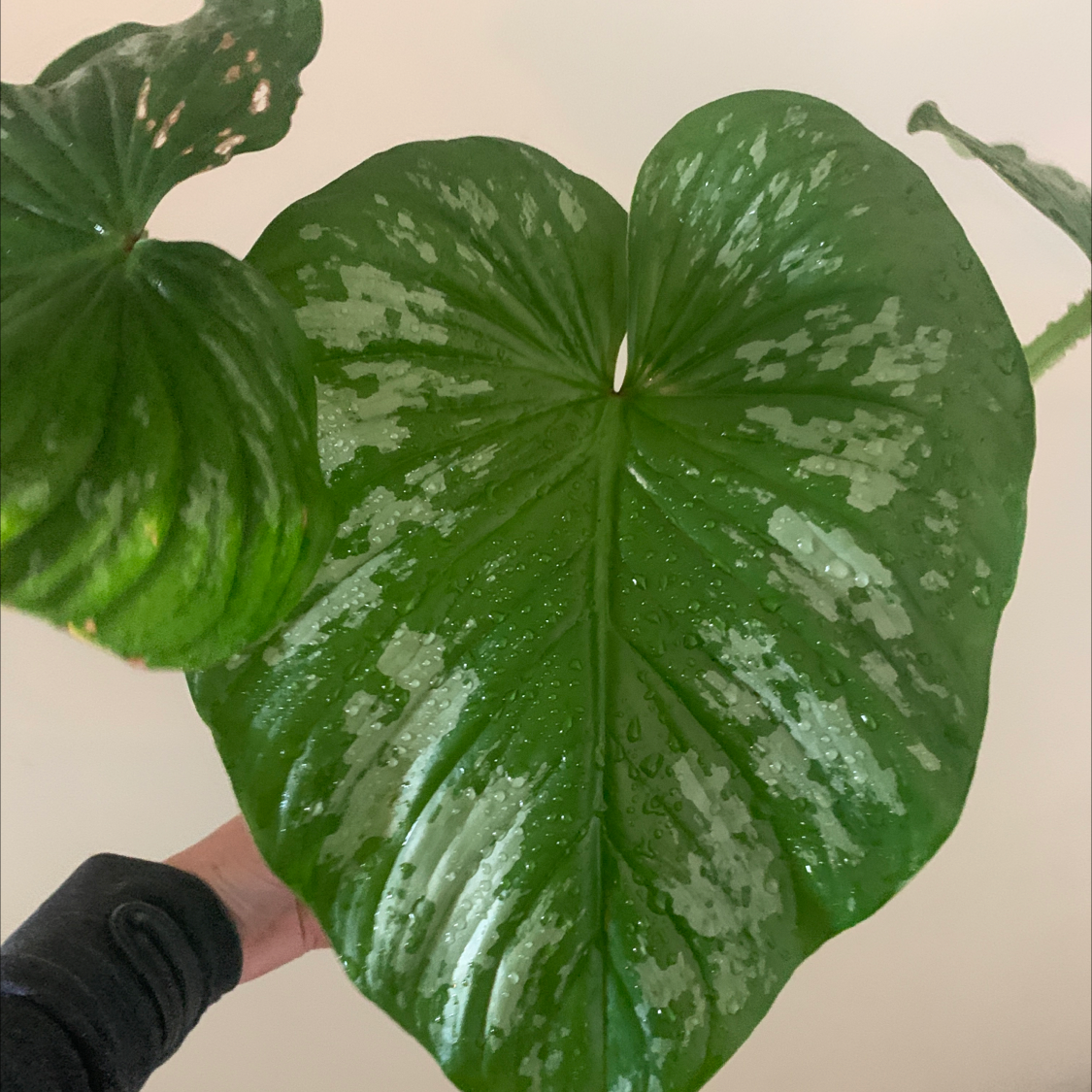 Photo of the plant species Philodendron 'Silver Cloud' by Susie named Silver cloud on Greg, the plant care app