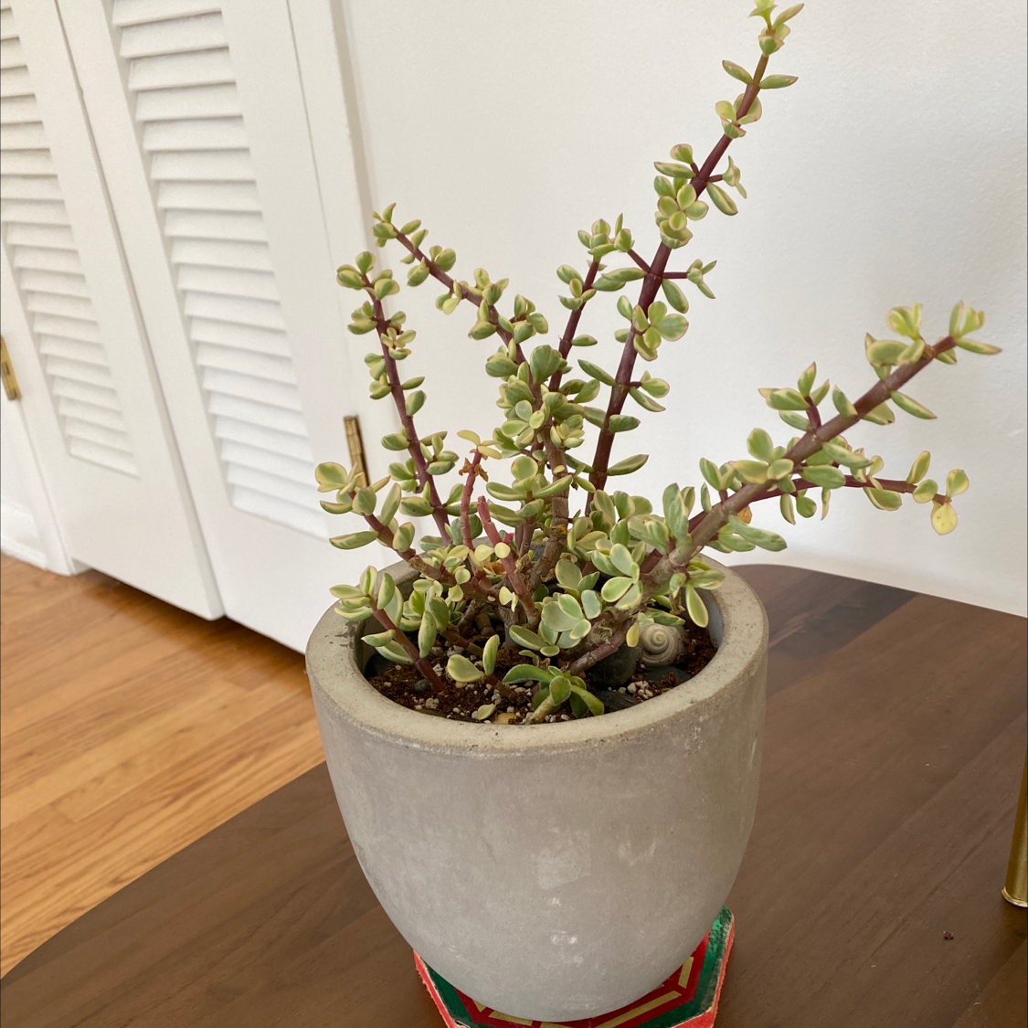 Photo of the plant species Elephant Bush by @method606 named Ellie on Greg, the plant care app