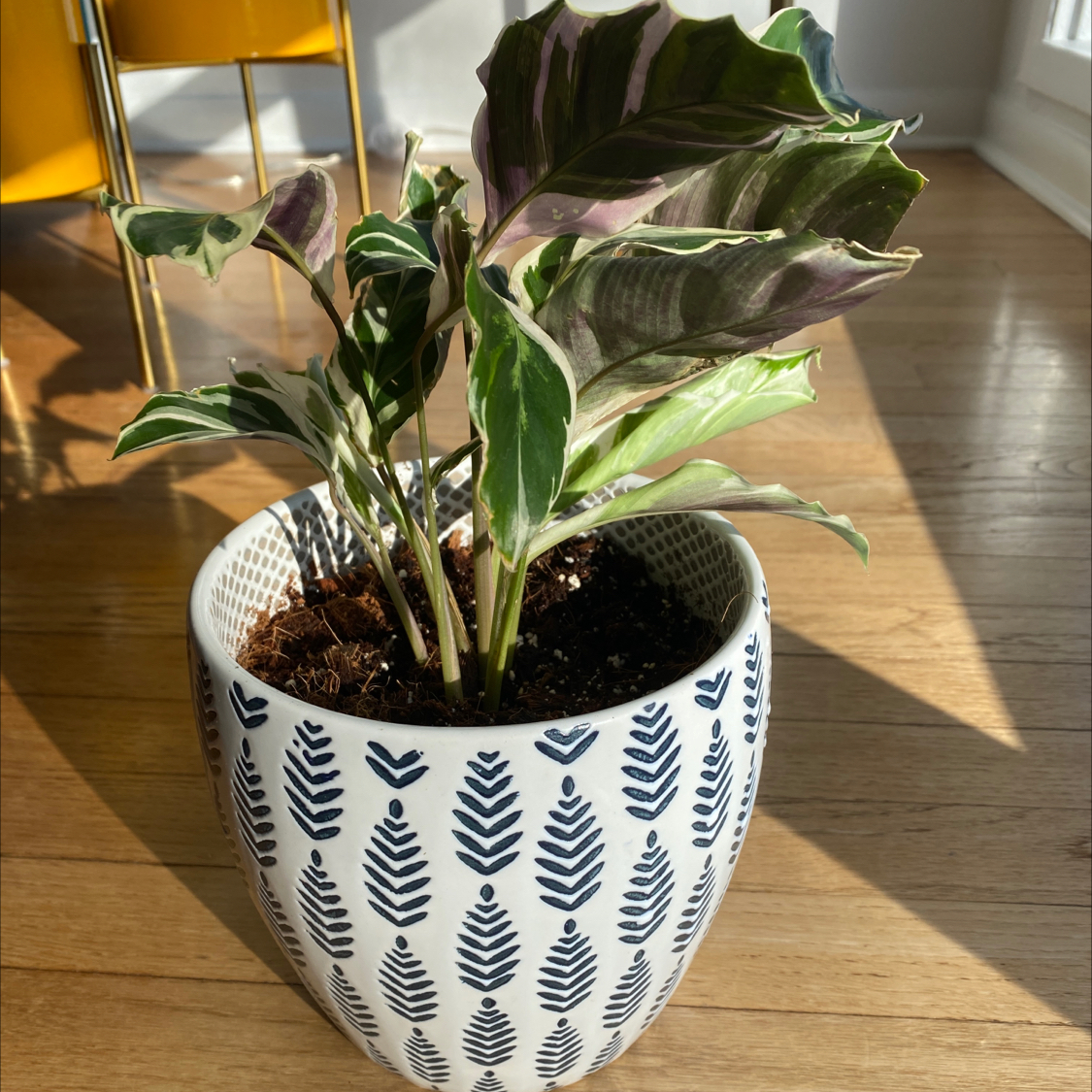 Potted Cathedral Windows plant with variegated leaves, placed indoors on a wooden floor.