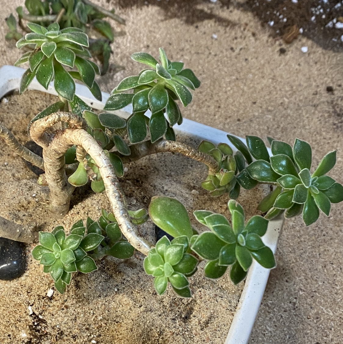 Mexican Firecracker succulent with green rosettes in sandy soil.