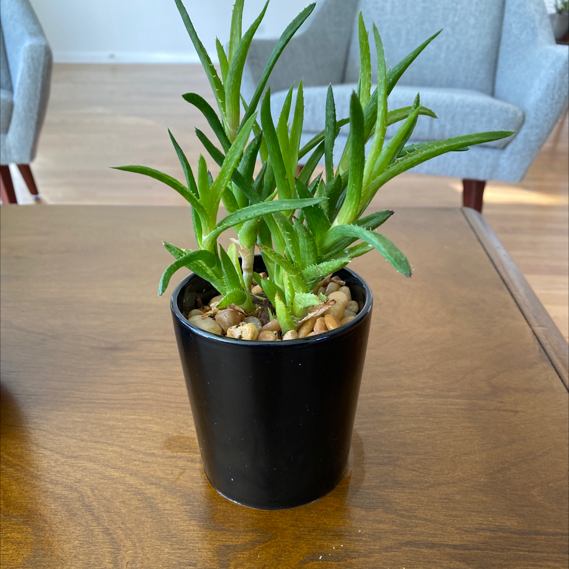 Lace Aloe plant in a black pot on a wooden surface, appearing healthy.