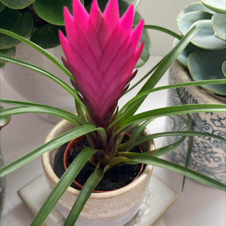Pink Quill plant (Tillandsia cyanea) with a prominent pink bract and green leaves in a pot.