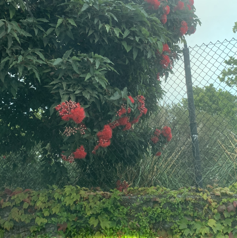 Red Spider Lily plant with bright red flowers growing against a fence.