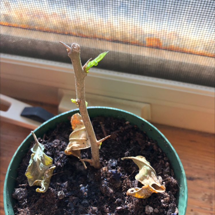 Potted Bougainvillea plant with a single stem, small green leaves, and several dried brown leaves.