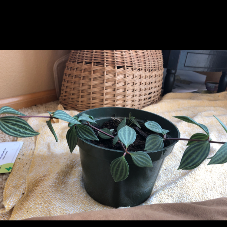Jewel Orchid in a pot with healthy green leaves and visible soil.