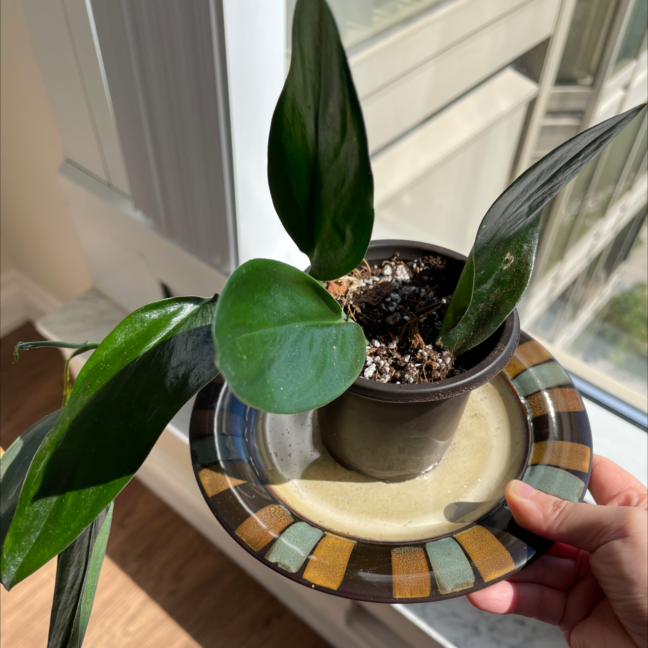 Scindapsus treubii 'Dark Form' Plant Care: Water, Light, Nutrients