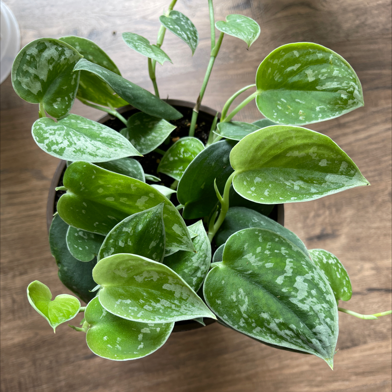 Photo of the plant species Silver Anne Pothos by @candyplants named Silvery Ann on Greg, the plant care app