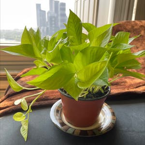 Neon Pothos plant photo by @candyplants named Neon on Greg, the plant care app.