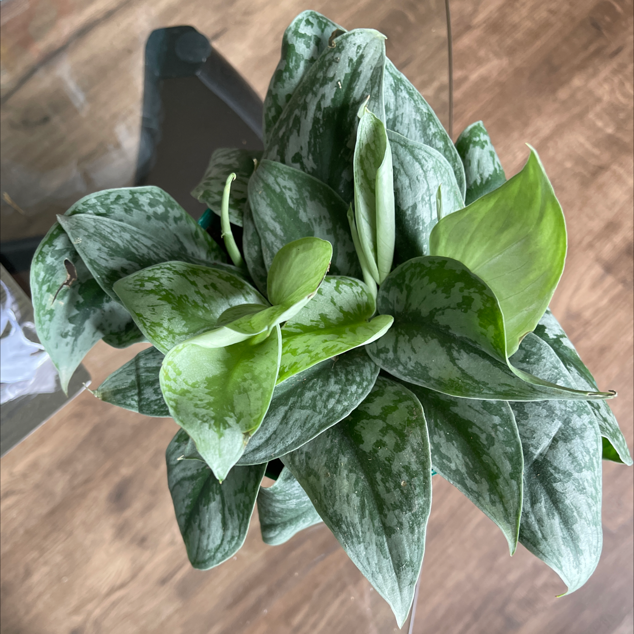 Photo of the plant species Silver Satin Pothos by @candyplants named Exotica on Greg, the plant care app