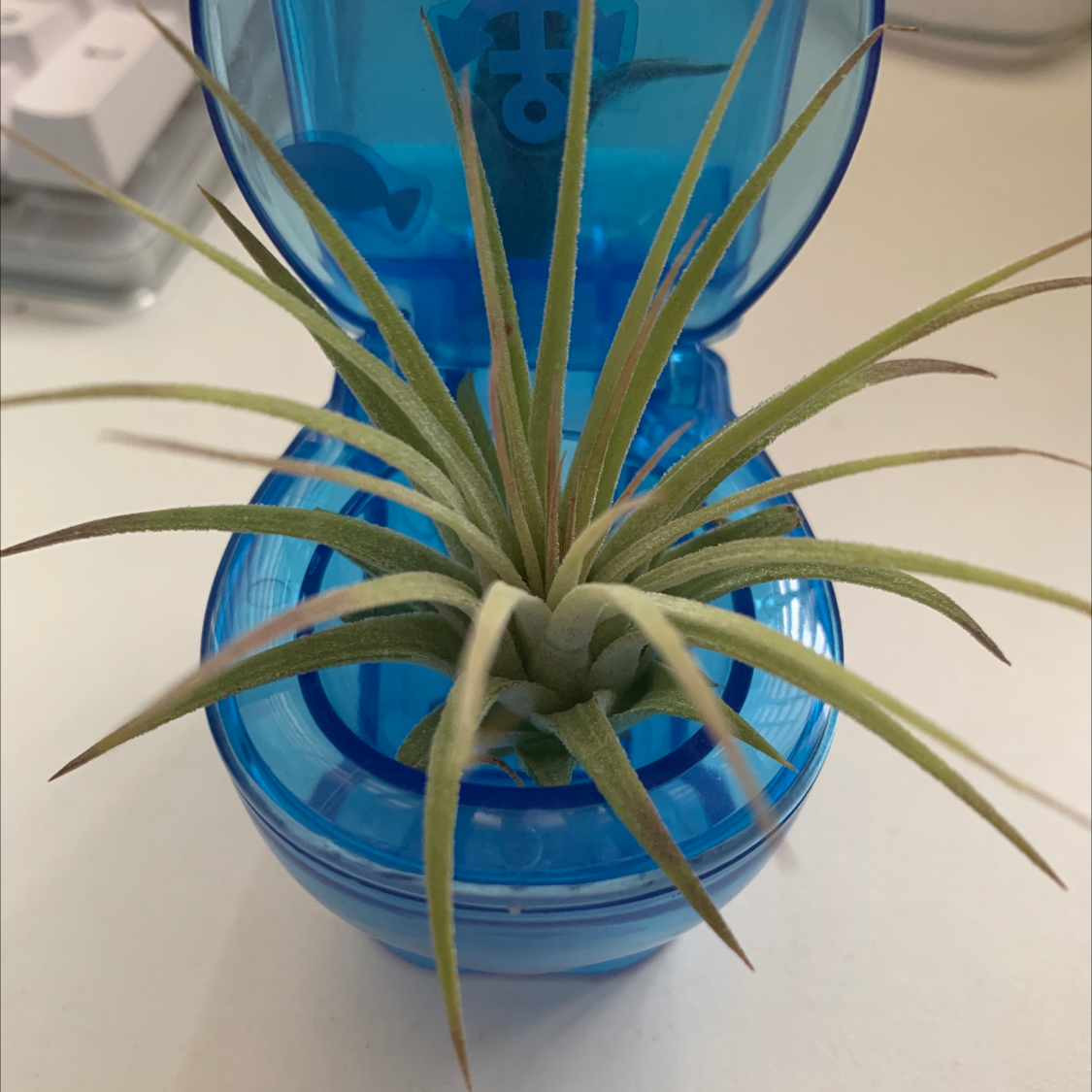 Healthy Blushing Bride air plant in blue glass container, leaves fanning out with blue-green and purple tints.