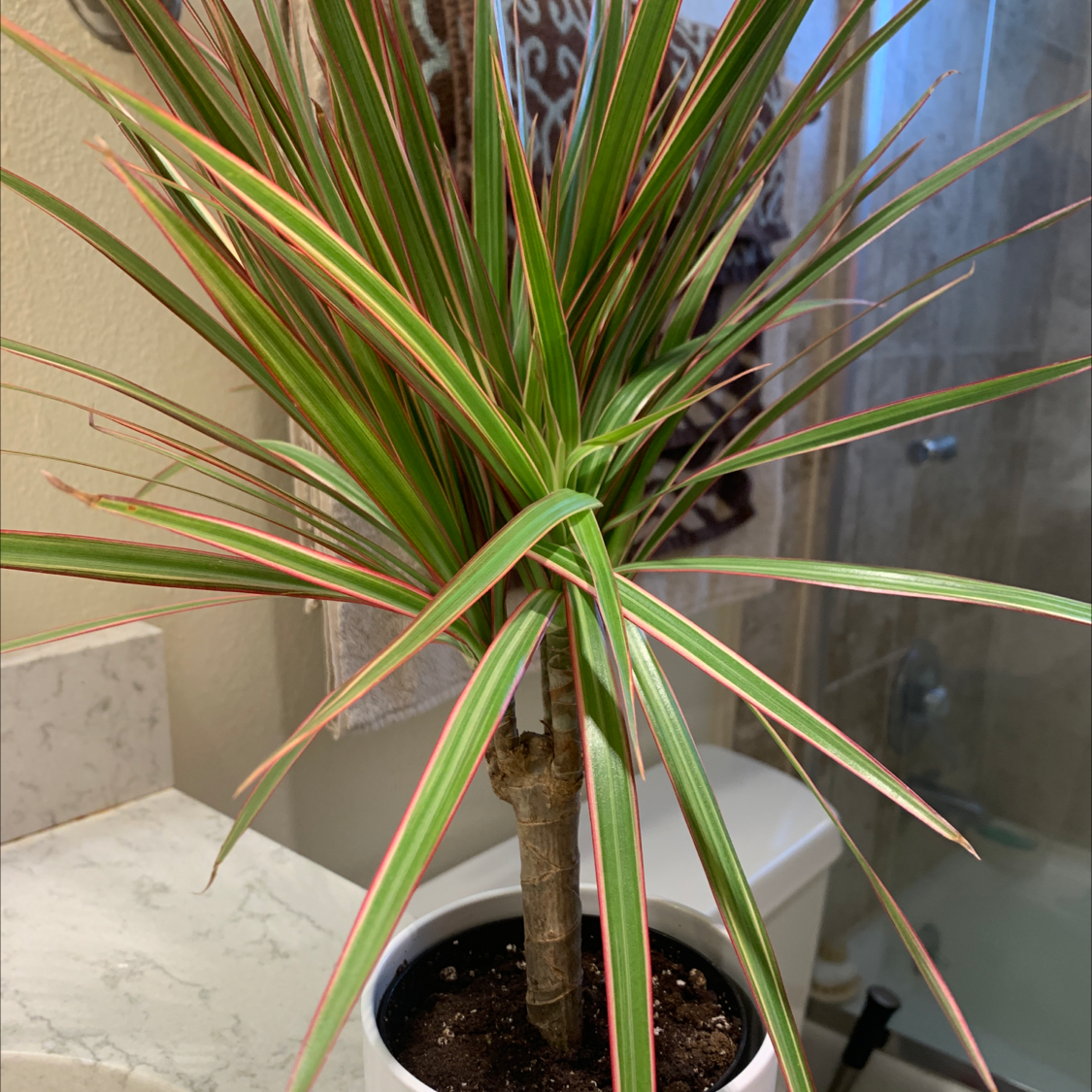 Open Weave Dragon Tree in a white pot with healthy, narrow leaves with red edges.