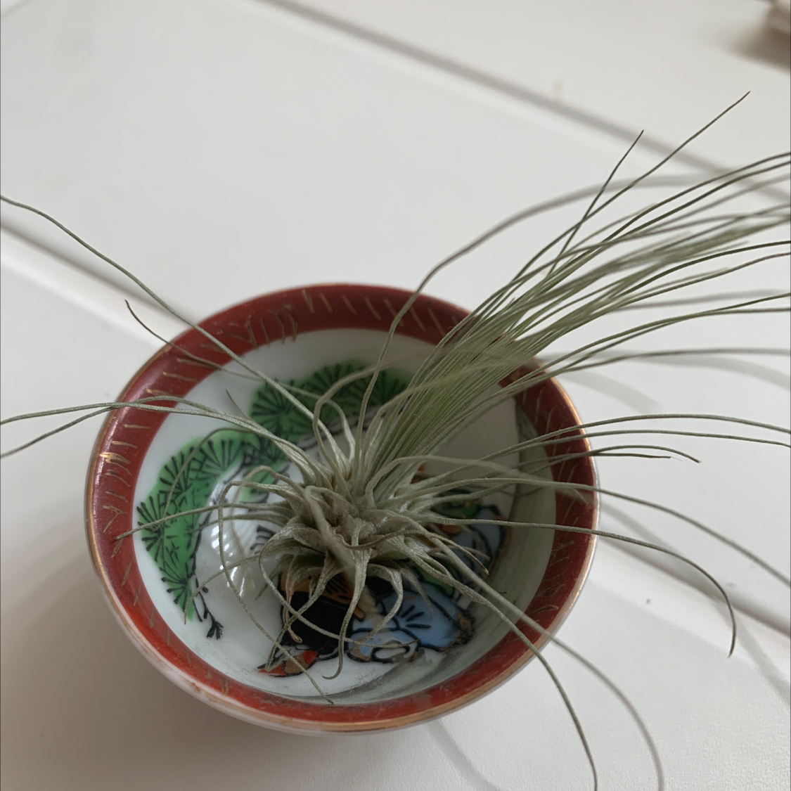 Photo of the plant species Tillandsia Juncea by @oppai named p diddy on Greg, the plant care app