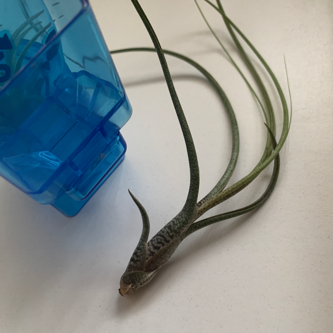 Medusa Head Air Plant on a white surface next to a blue container.