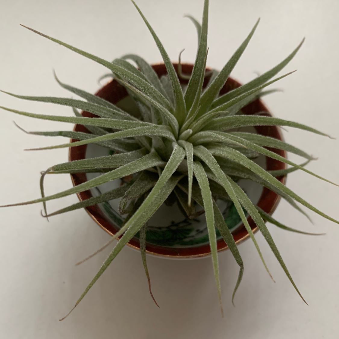 Healthy Blushing Bride air plant in red pot, grayish-green leaves with pink tips fanned out symmetrically.