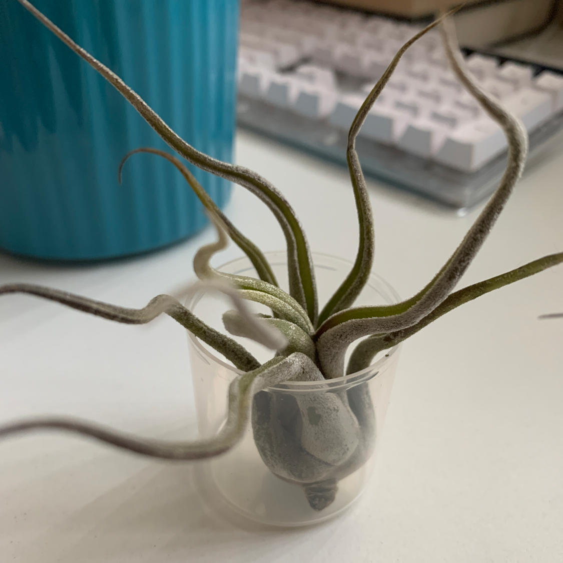Medusa Head Air Plant plant photo by @oppai named juu juu on Greg, the plant care app.