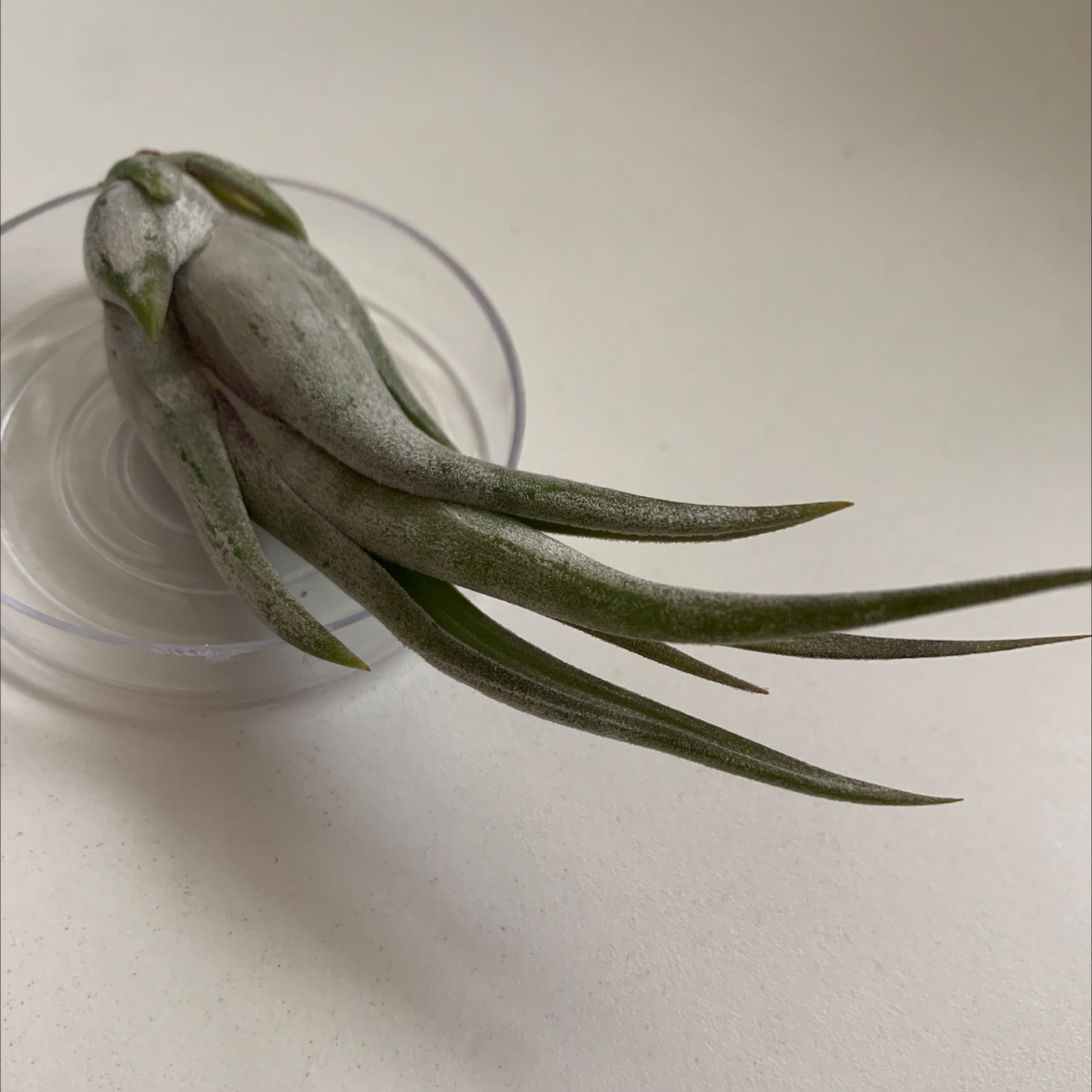 Medusa Head Air Plant in a clear container, appearing healthy.