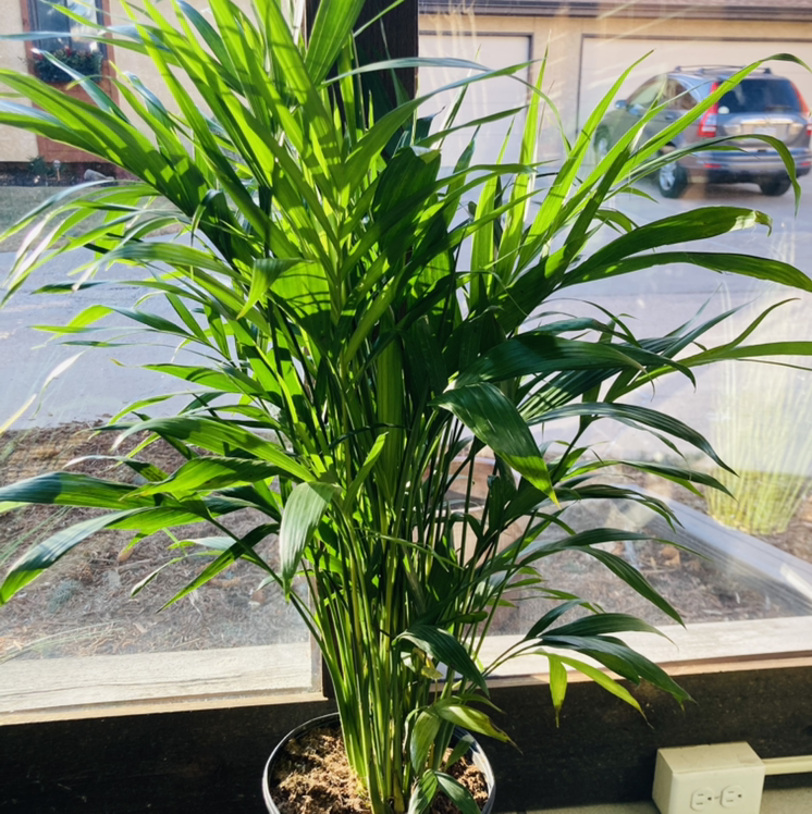 Healthy Kentia Palm with vibrant green fronds, growing in a pot on a windowsill, well-framed and in focus.