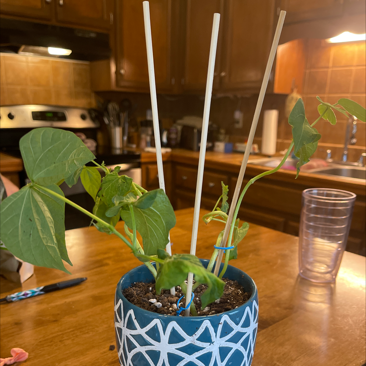 Potted Marvel of Peru plant with green leaves supported by stakes, placed on a wooden table in a kitchen.