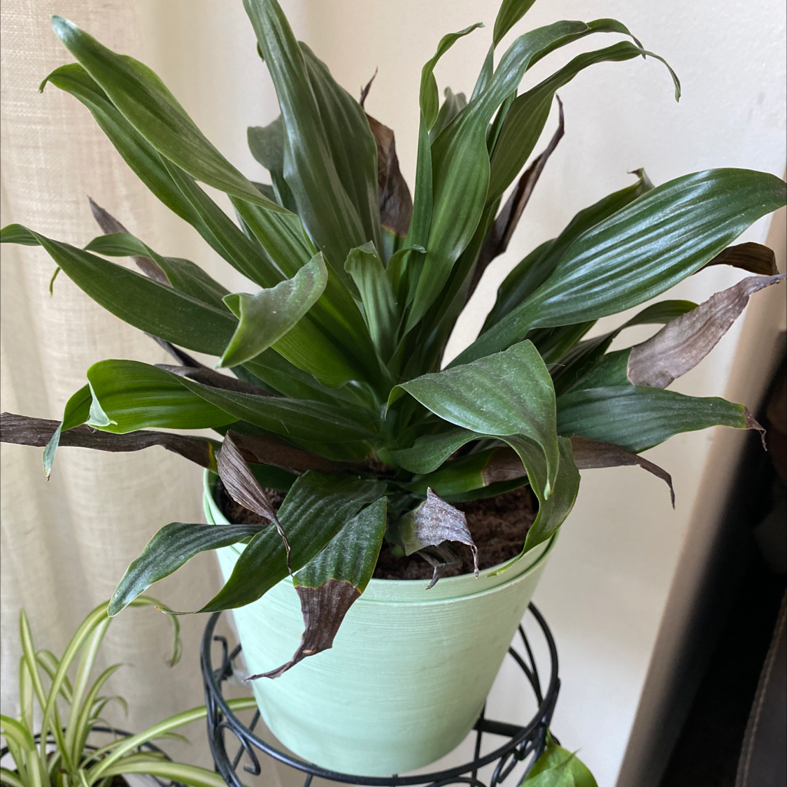 Why Is My Dracaena 'Janet Craig Compacta' Not Doing Well?