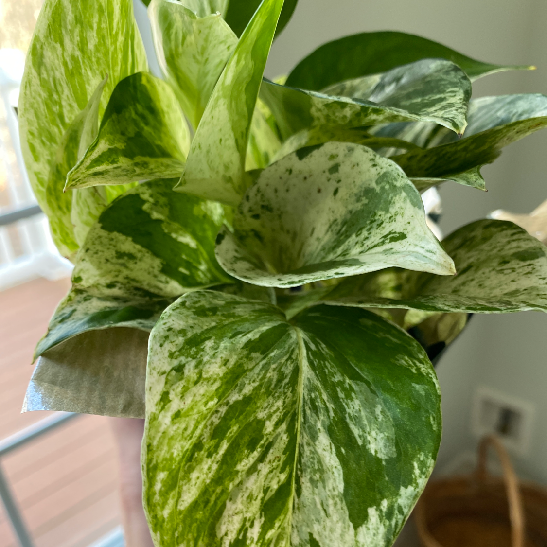 Manjula Pothos plant with variegated green and white leaves, appearing healthy.