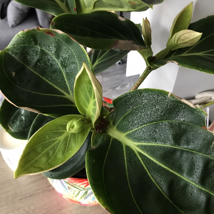 Showy Medinilla plant with dark green leaves and visible buds. Some leaf edges show slight browning.