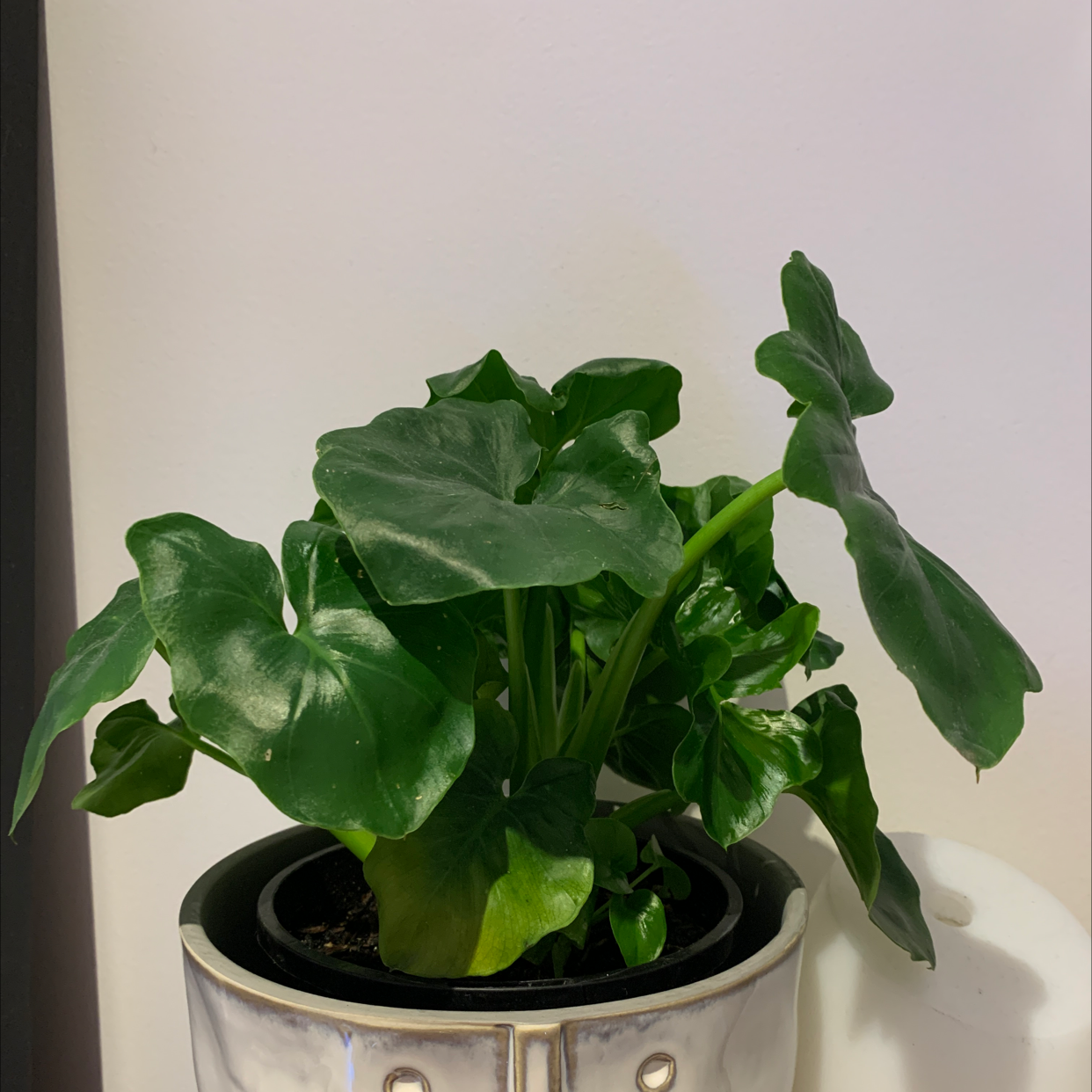 Photo of the plant species Philodendron 'Super Atom' by @Rubysharan named Luna on Greg, the plant care app