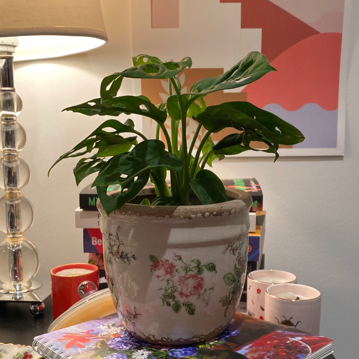 Window Leaf plant photo by @Montanarose named Francis on Greg, the plant care app.