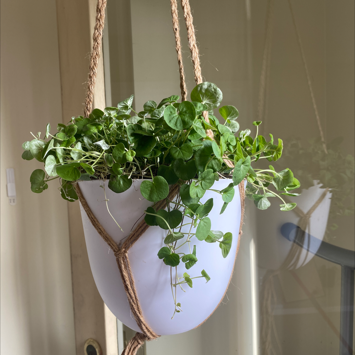 Photo of the plant species Emerald Falls Dichondra by @dcarmona named Rosita on Greg, the plant care app