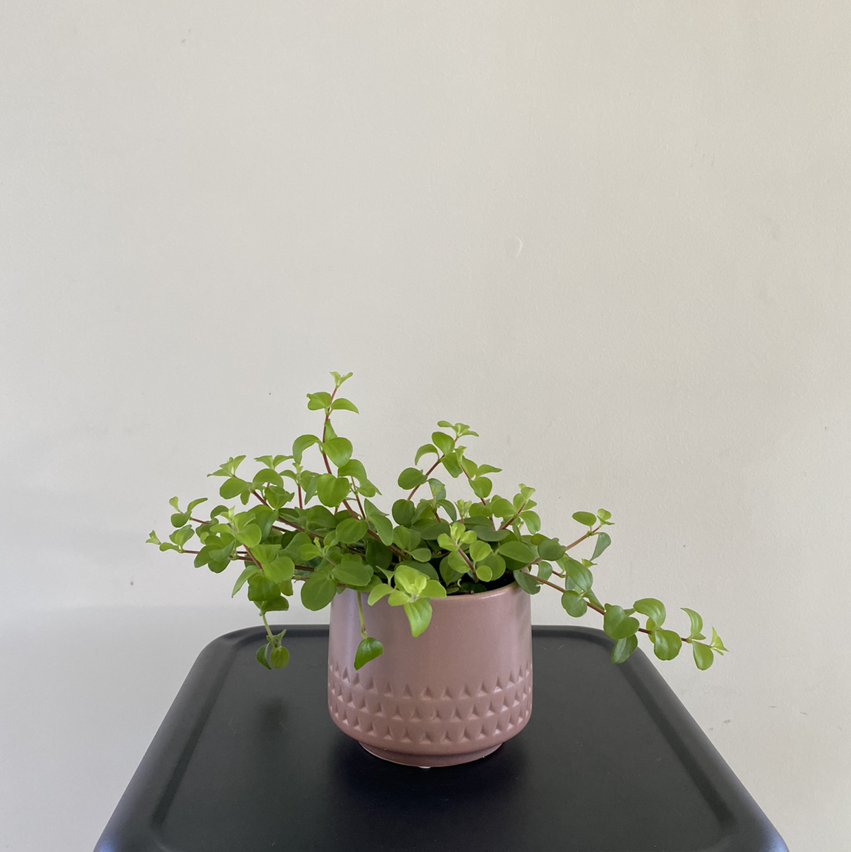 Photo of the plant species Teardrop Peperomia by @dcarmona named Olivia on Greg, the plant care app