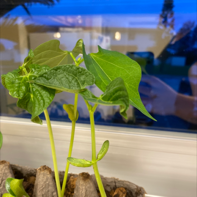 Common Bean plant with healthy green leaves near a window. Hands visible in the background.