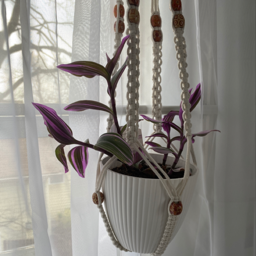 Healthy small-leaf spiderwort plant with vibrant purple leaves hanging in a white ceramic planter in front of a window.