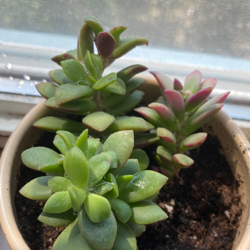Potted Anacampseros 'Sunrise' plant with multiple rosettes and visible soil.