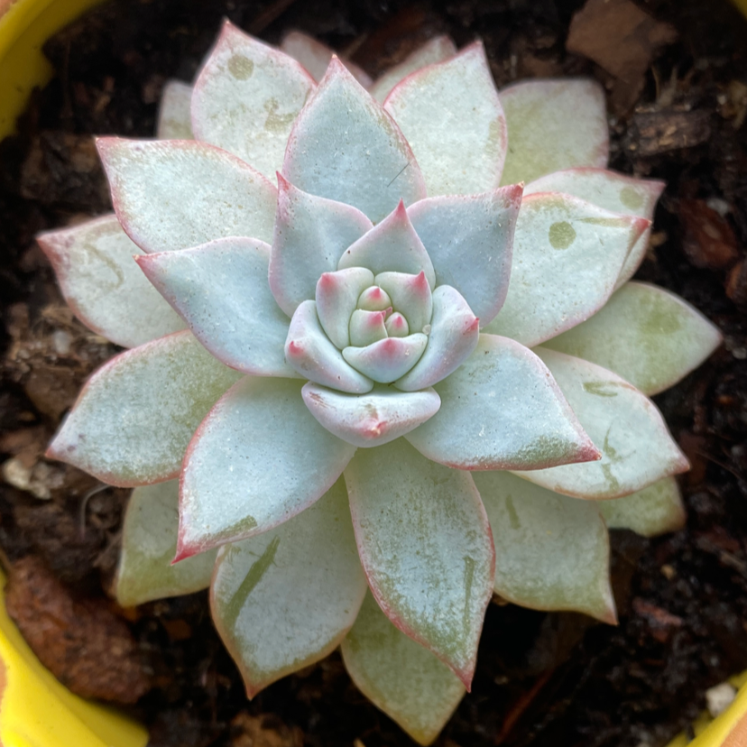 A healthy Ghost Plant succulent with a rosette formation of fleshy leaves.