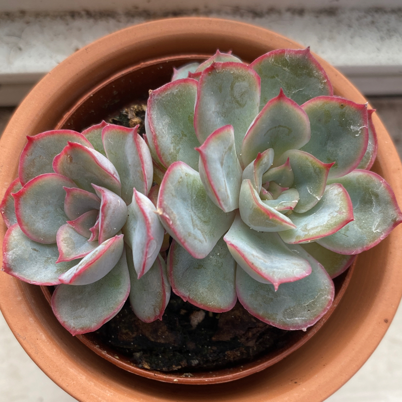 Pearl Echeveria plant in a terracotta pot with healthy, fleshy leaves.