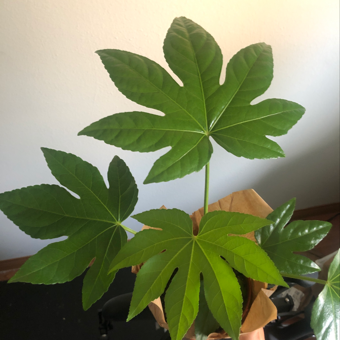 Healthy Fatsia plant with large, green, palmate leaves.