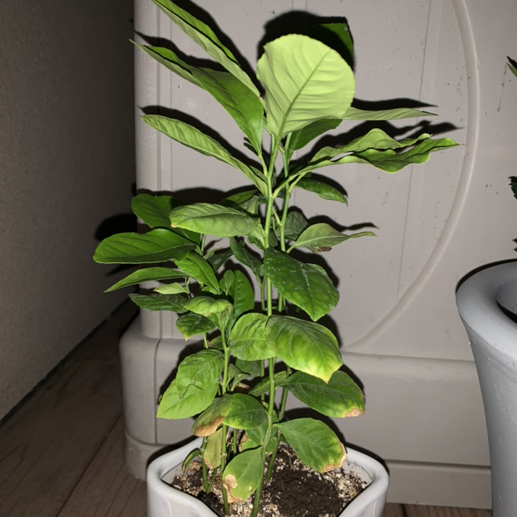 Meyer Lemon Tree plant photo by @Shelbymad101 named Lemón on Greg, the plant care app.