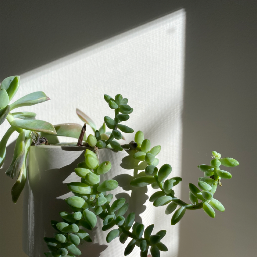 Burro's Tail plant photo by @pleasedontletmyplantsdie named felix on Greg, the plant care app.